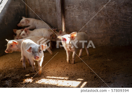 Piglet 57809394