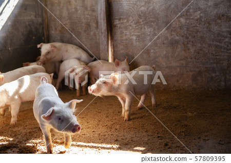 Piglet Piglet 57809395