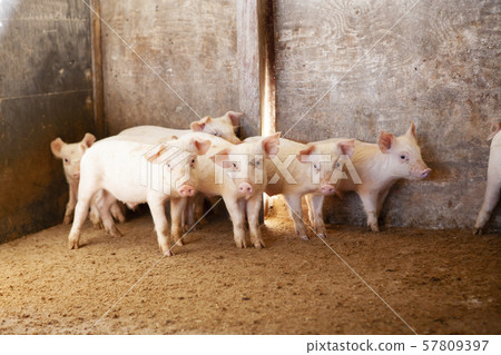 Piglet Piglet 57809397