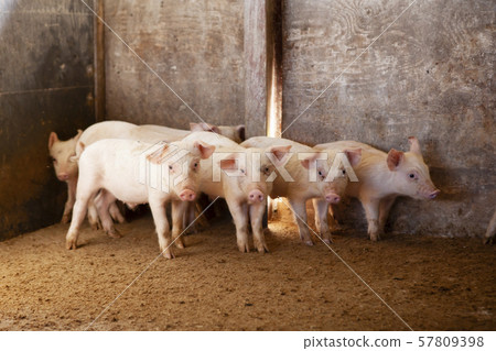 Piglet 57809398