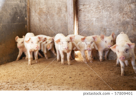 Piglet Piglet 57809401