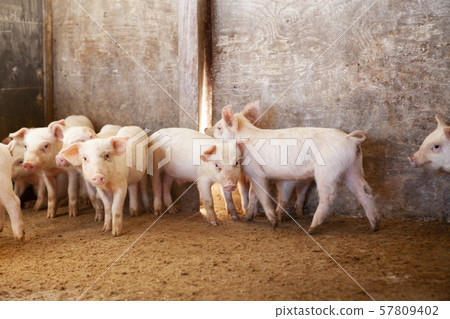 Piglet Piglet 57809402