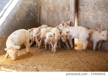 Piglet Piglet 57809403