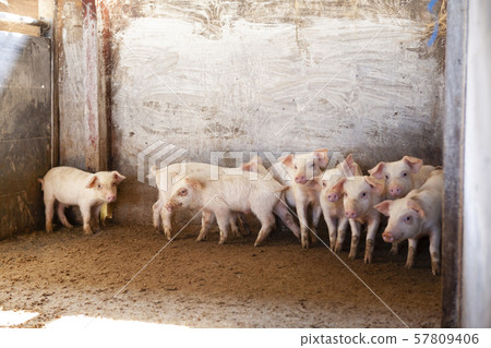Piglet 57809406