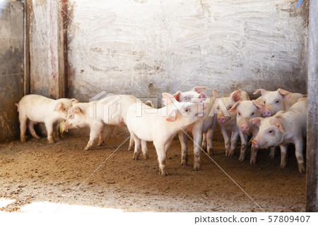 Piglet Piglet 57809407
