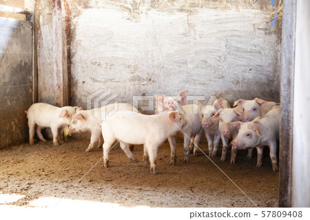 Piglet 57809408