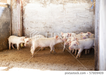 Piglet Piglet 57809409