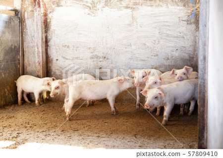 Piglet Piglet 57809410