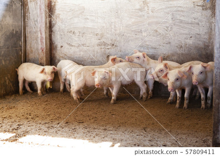 Piglet Piglet 57809411