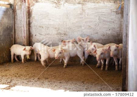 Piglet Piglet 57809412