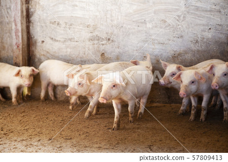 Piglet Piglet 57809413