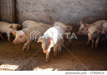 Piglet Piglet 57809414
