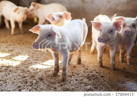 Piglet Piglet 57809415