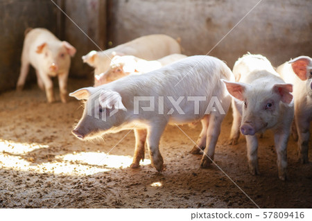 Piglet Piglet 57809416