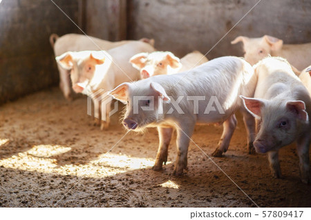 Piglet Piglet 57809417