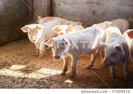 Piglet Piglet 57809418
