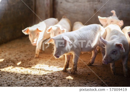 Piglet Piglet 57809419