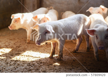 Piglet Piglet 57809420