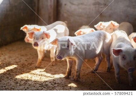 Piglet Piglet 57809421