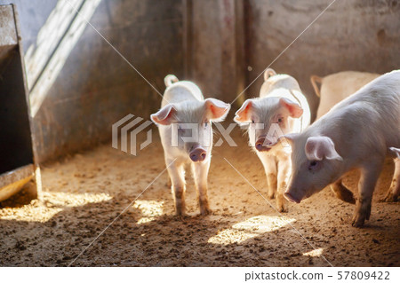 Piglet Piglet 57809422
