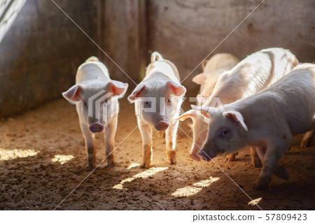 Piglet Piglet 57809423