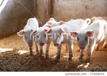 Piglet Piglet 57809424
