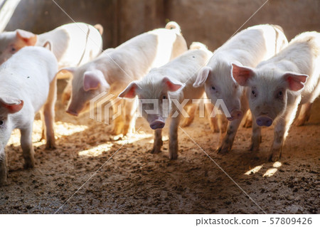 Piglet Piglet 57809426