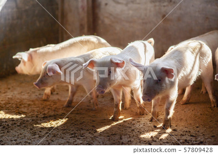 Piglet Piglet 57809428