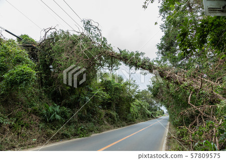 Fallen tree 57809575