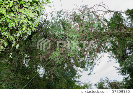 Fallen tree Fallen tree 57809580