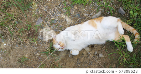 Purring 57809628
