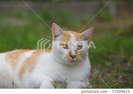 Relaxing cat Relaxing cat 57809629