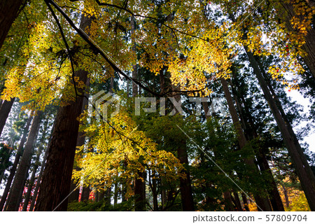 函館的秋葉和黃燈 57809704
