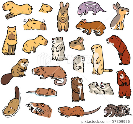各種囓齒動物,外國囓齒動物 各種囓齒動物,外國囓齒動物 57809956