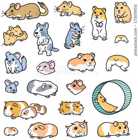 各種寵物老鼠囓齒動物 57809958