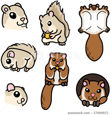 囓齒類動物Momonga Musasabi 囓齒類動物Momonga Musasabi 57809972