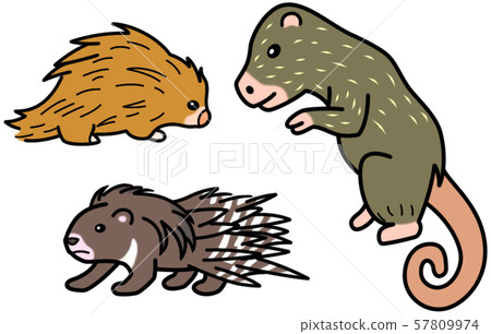 Rodent Porcupine Rodent Porcupine 57809974