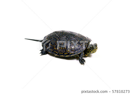 European sea turtle European sea turtle 57810273