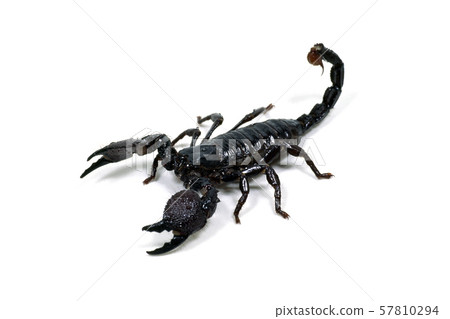 Scorpion 57810294