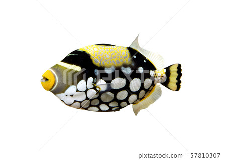 Mongara Kawahagi 57810307