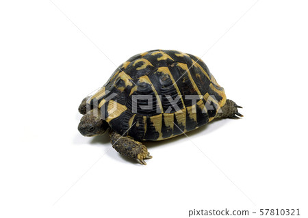 Hermann's tortoise Hermann's tortoise 57810321