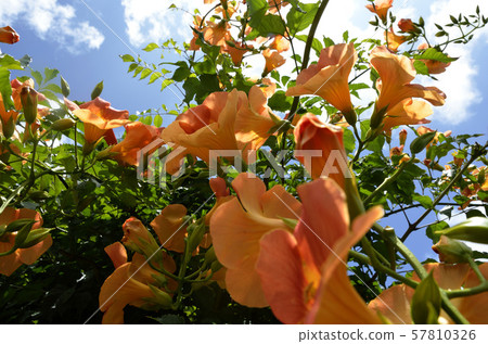 Summer sky with summer sky Summer sky with summer sky 57810326