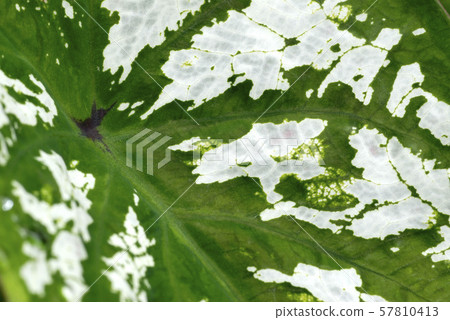 Rajume leaf up 57810413