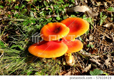 mushroom mushroom 57810419