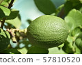 Lemon  57810520