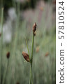 Nature Grass 57810524