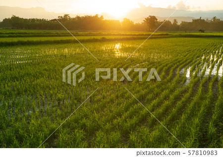 cultivation green rice paddy field agriculture landscape at nature of sunset light cultivation green rice paddy field agriculture landscape at nature of sunset light 57810983