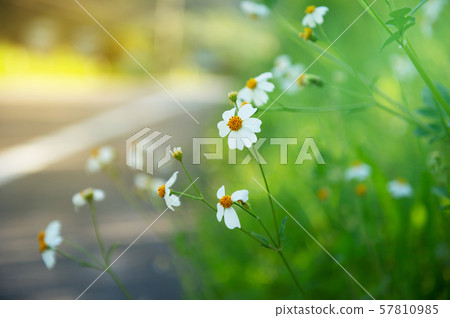 white wild flower with green leaf and summer soft sunlight nature background white wild flower with green leaf and summer soft sunlight nature background 57810985