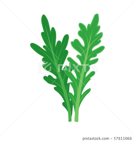 Arugula leaves. Vector illustration on a white background. Arugula leaves. Vector illustration on a white background. 57811068