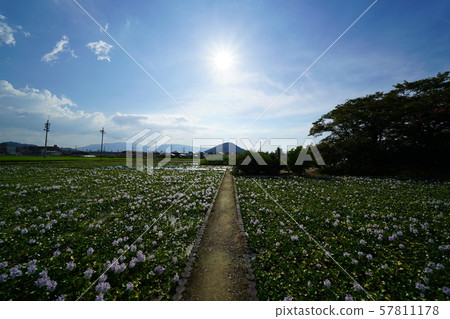 Nara straight road scenery blue sky Nara straight road scenery blue sky 57811178